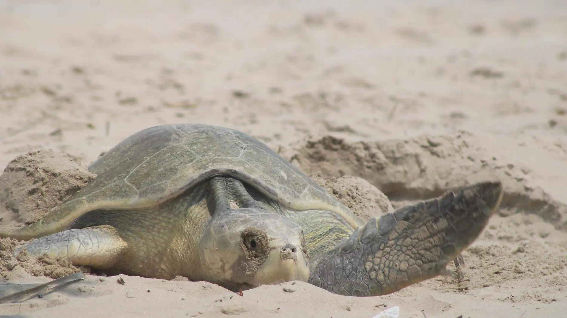 Playa Miramar recibe a las primeras tortugas del 2024